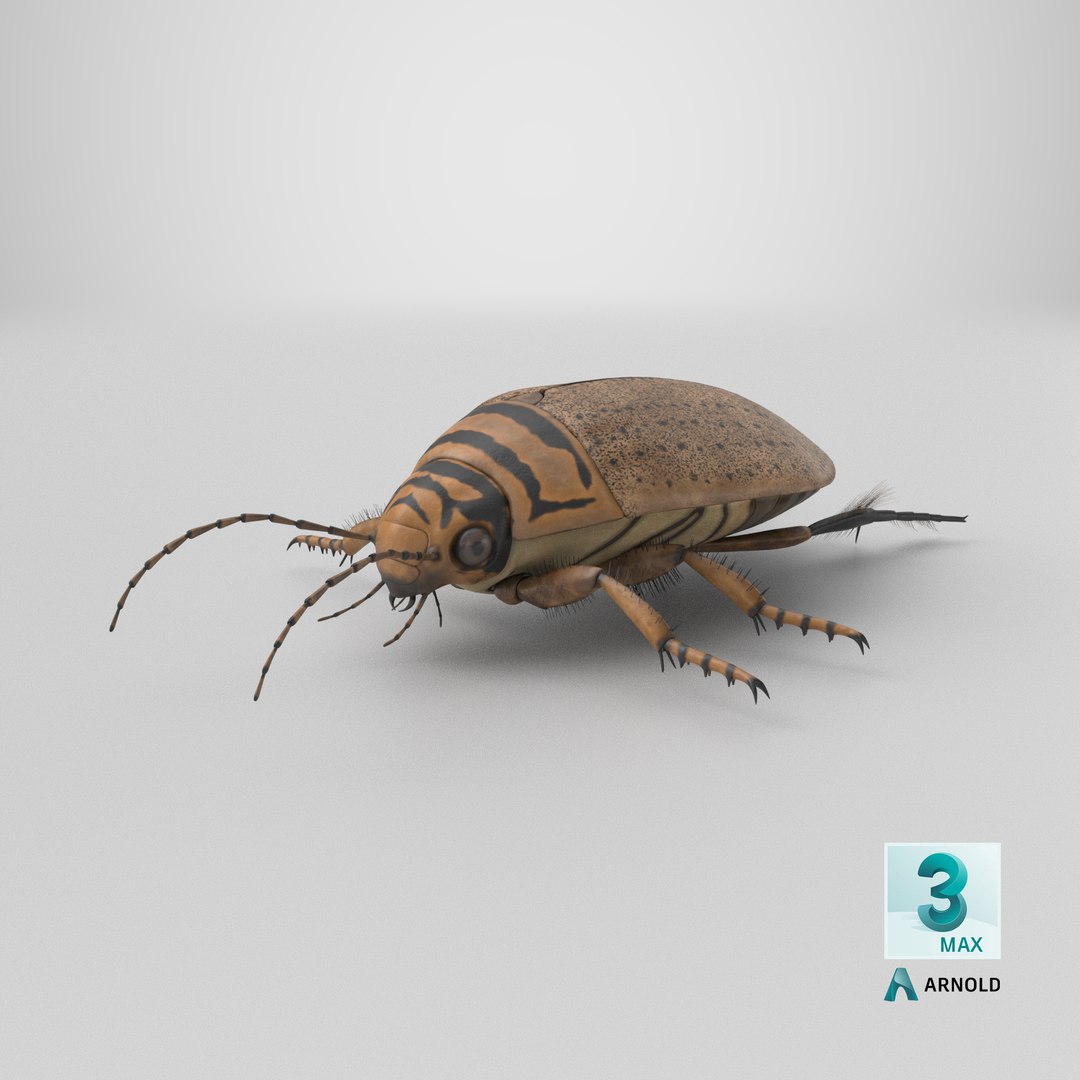 3D Water Beetle Beige Realistic https://p.turbosquid.com/ts-thumb/dr/hI1mCU/vz/stemcell_max_arnold_render/png/1719593365/1920x1080/fit_q87/489aa9a069ef7d4232515b65ee9f991cac36e8ca/stemcell_max_arnold_render.jpg