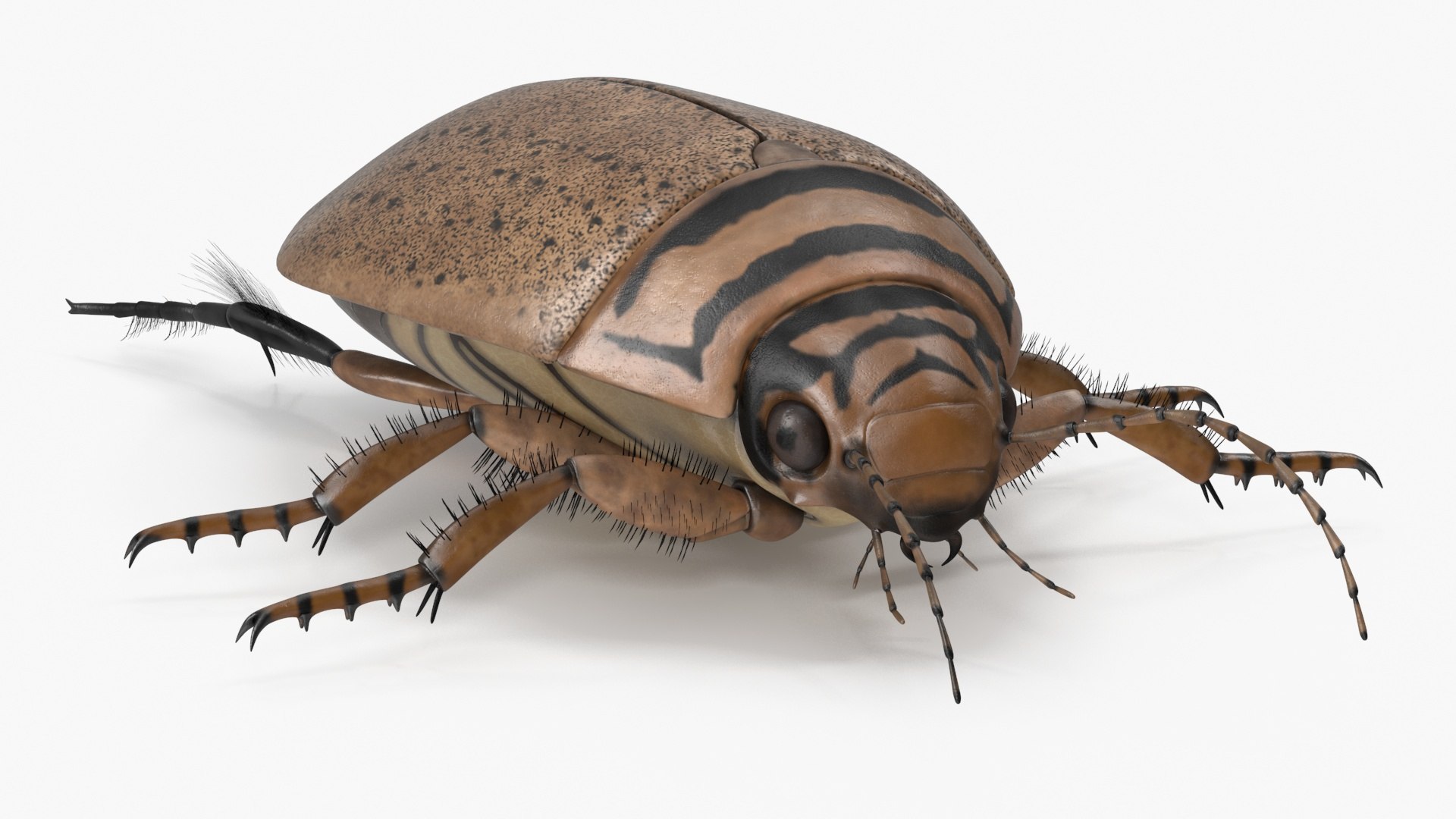 3D Water Beetle Beige Realistic https://p.turbosquid.com/ts-thumb/dr/hI1mCU/x4/waterbeetlebeigerealisticc4dmodel014/jpg/1718287915/1920x1080/fit_q87/b36e437b90d7650feff0180d0d866012f6202a0d/waterbeetlebeigerealisticc4dmodel014.jpg