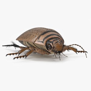 3D Water Beetle Beige Realistic