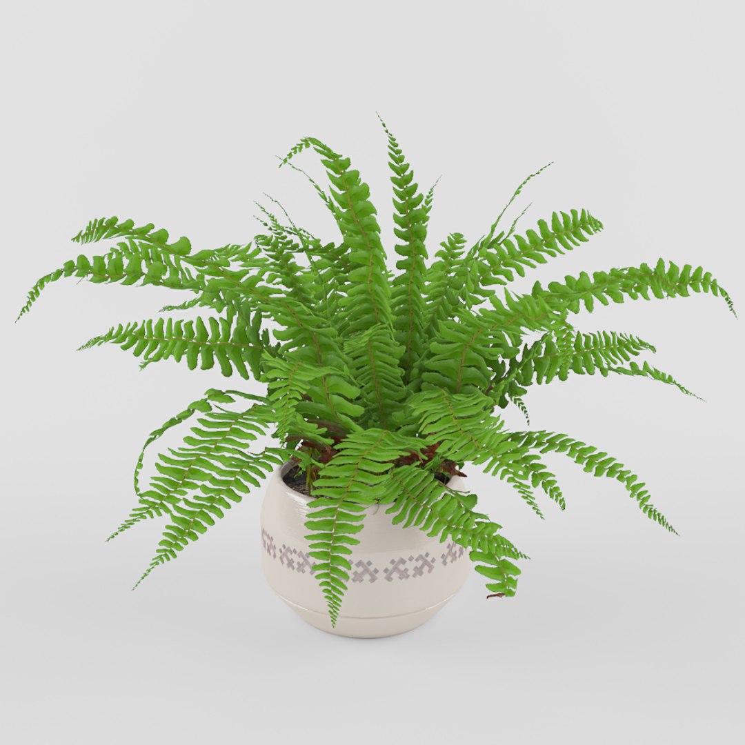 3d Fern Flower Plant