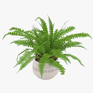 3d fern flower plant