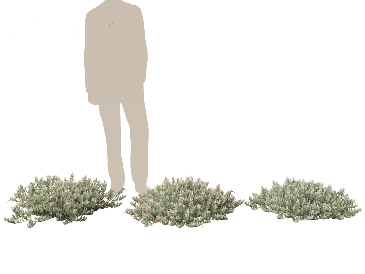 Eremophila glabra Kalbarri carpet - Tar Bush 3D model https://p.turbosquid.com/ts-thumb/dr/tvTSG4/4i/eremophilaglabrakalbarricarpet013/jpg/1706100065/1920x1080/fit_q87/659ae8dc34d021e0a913b08ef9a4a83839637374/eremophilaglabrakalbarricarpet013.jpg