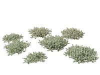 Eremophila glabra Kalbarri carpet - Tar Bush