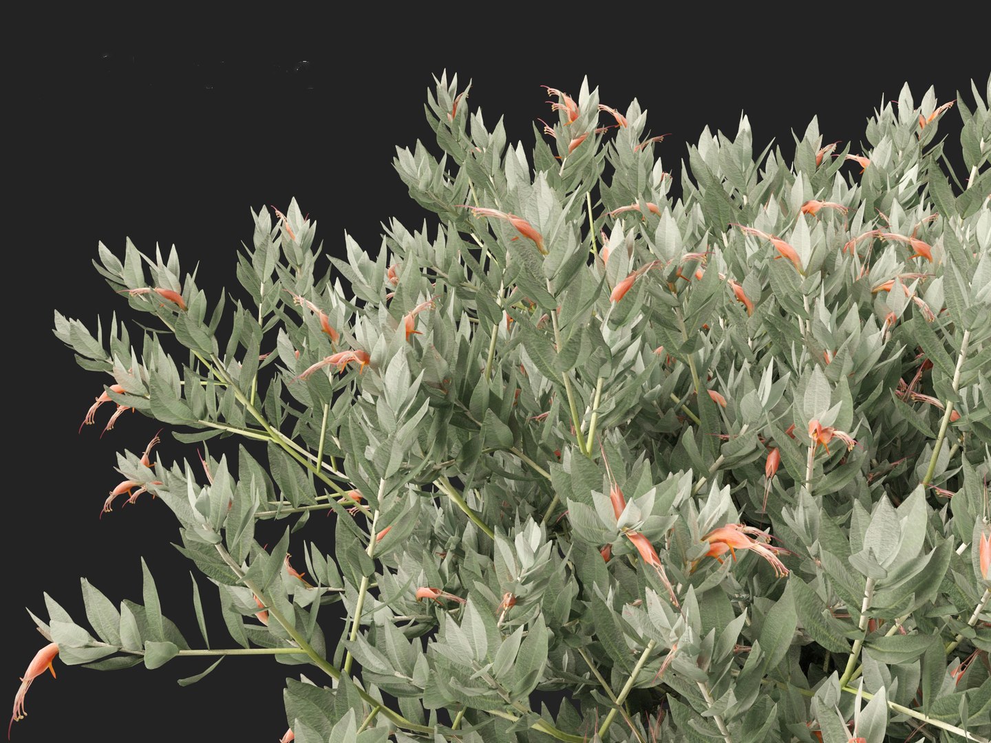 Eremophila glabra Kalbarri carpet - Tar Bush 3D model https://p.turbosquid.com/ts-thumb/dr/tvTSG4/P2/eremophilaglabrakalbarricarpet0110/jpg/1706100084/1920x1080/fit_q87/6fa0fdd03a9fdd015d967d8c291b8bb7cfe03851/eremophilaglabrakalbarricarpet0110.jpg