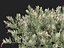 Eremophila glabra Kalbarri 카펫 - 타르 부시