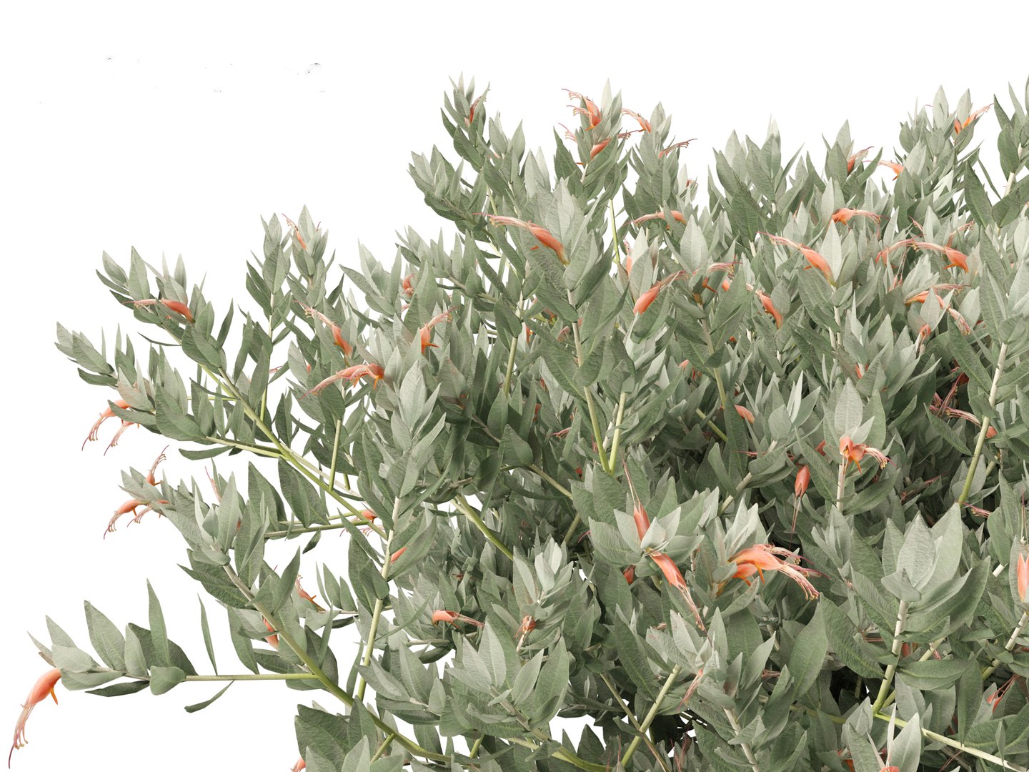 Eremophila glabra Kalbarri carpet - Tar Bush 3D model https://p.turbosquid.com/ts-thumb/dr/tvTSG4/yo/eremophilaglabrakalbarricarpet019/jpg/1706100085/1920x1080/fit_q87/cabd17ca84193461b1cac0a4ed15c18a3f4b4400/eremophilaglabrakalbarricarpet019.jpg