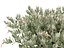Eremophila glabra Kalbarri 카펫 - 타르 부시