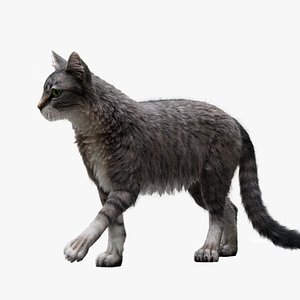 Cat Tabby RIGGED