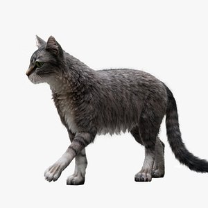 Cat Tabby RIGGED