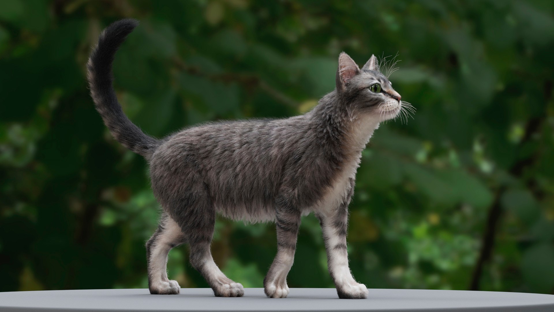Cat Tabby RIGGED Model - TurboSquid 2040617