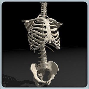 human torso skeleton 3d 3ds