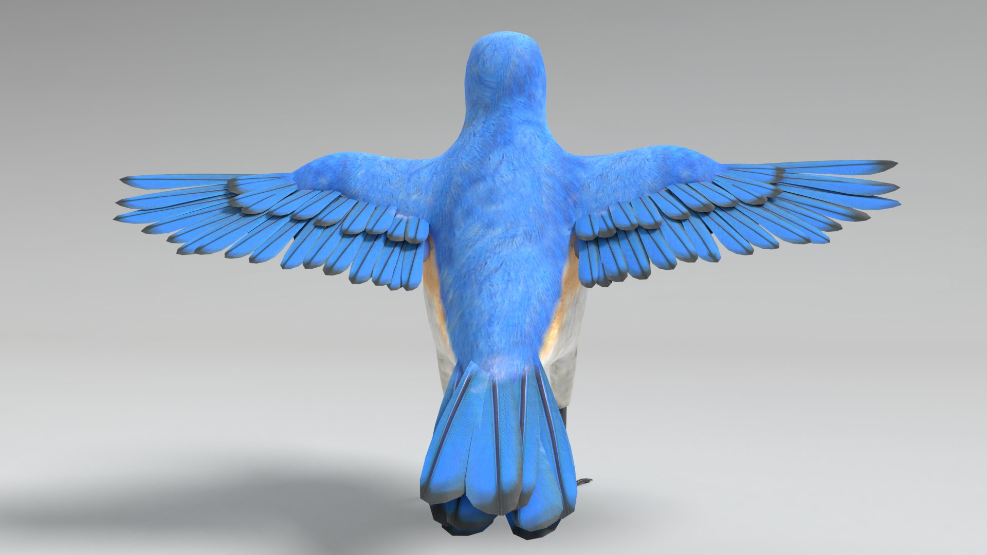 3D Bluebird Polys Model - TurboSquid 1575133