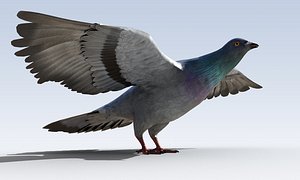 3D Pigeon Bird Rigged