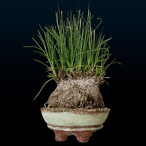 3dmodel plant Calibanus hookeriiBLENDER model