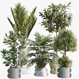AV Indoor Plants Set 479 Olive Elegant Monstera Ficus Palm 3D model