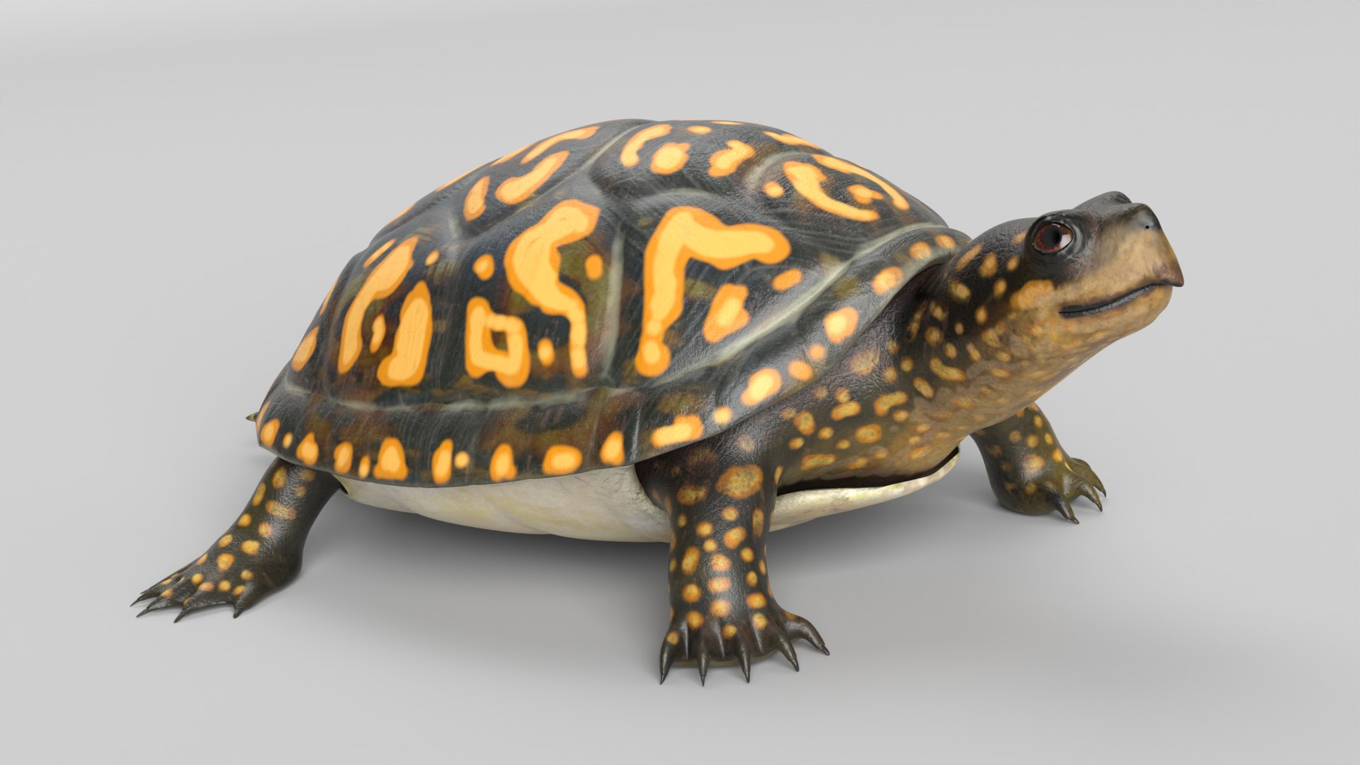 Box Turtle 3D - TurboSquid 2121217