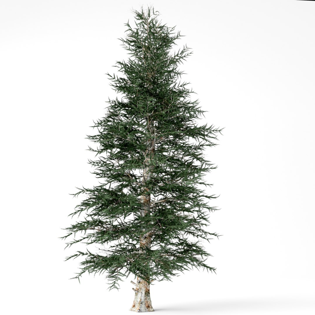 3D Blue Spruce Model - TurboSquid 1344424