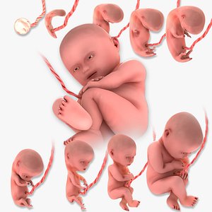 Animated and Morphed Human Fetus