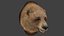 Tête d'ours