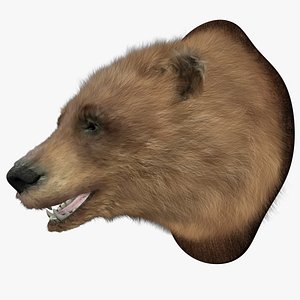 Head Bear Hair