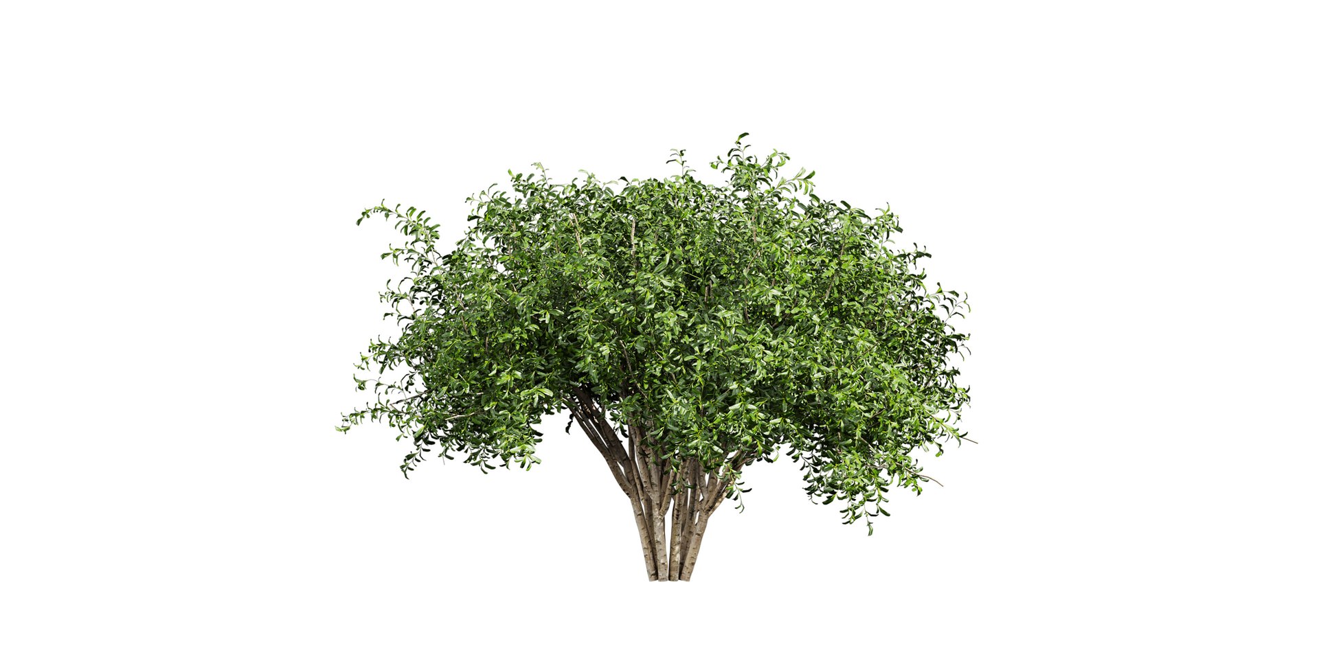 Collection plant vol 560 - blender -  Pittosporum - Hosmerit - shurb- outdoor 3D https://p.turbosquid.com/ts-thumb/dt/B0NW1K/8a/untitled1_0002_3.jpg/jpg/1718436703/1920x1080/fit_q87/9a404523736f24b72dbac63635d368f51279e8b3/untitled1_0002_3.jpg.jpg