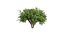 Collection plant vol 560 - blender -  Pittosporum - Hosmerit - shurb- outdoor