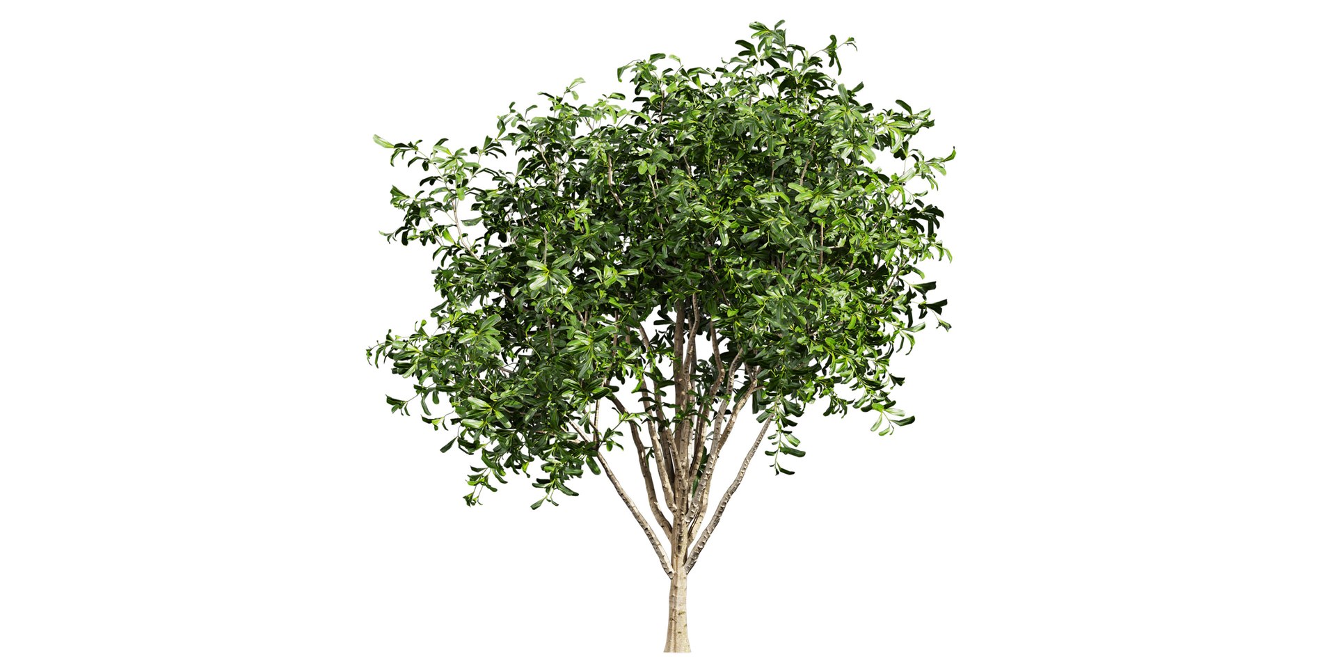 Collection plant vol 560 - blender -  Pittosporum - Hosmerit - shurb- outdoor 3D https://p.turbosquid.com/ts-thumb/dt/B0NW1K/Fl/untitled1_0004_5.jpg/jpg/1718436706/1920x1080/fit_q87/43b8bce86e7a9330dfb72db15f27934fccc012dc/untitled1_0004_5.jpg.jpg