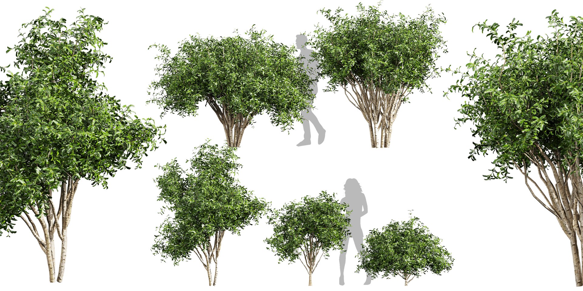 Collection plant vol 560 - blender -  Pittosporum - Hosmerit - shurb- outdoor 3D https://p.turbosquid.com/ts-thumb/dt/B0NW1K/YS/untitled1_0000_1.jpg/jpg/1718436702/1920x1080/fit_q87/c6bd8576fb4dfcfc565d199dc76aff91cf025f7d/untitled1_0000_1.jpg.jpg