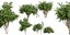 Collection plant vol 560 - blender -  Pittosporum - Hosmerit - shurb- outdoor