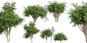 Collection plant vol 560 - blender -  Pittosporum - Hosmerit - shurb- outdoor