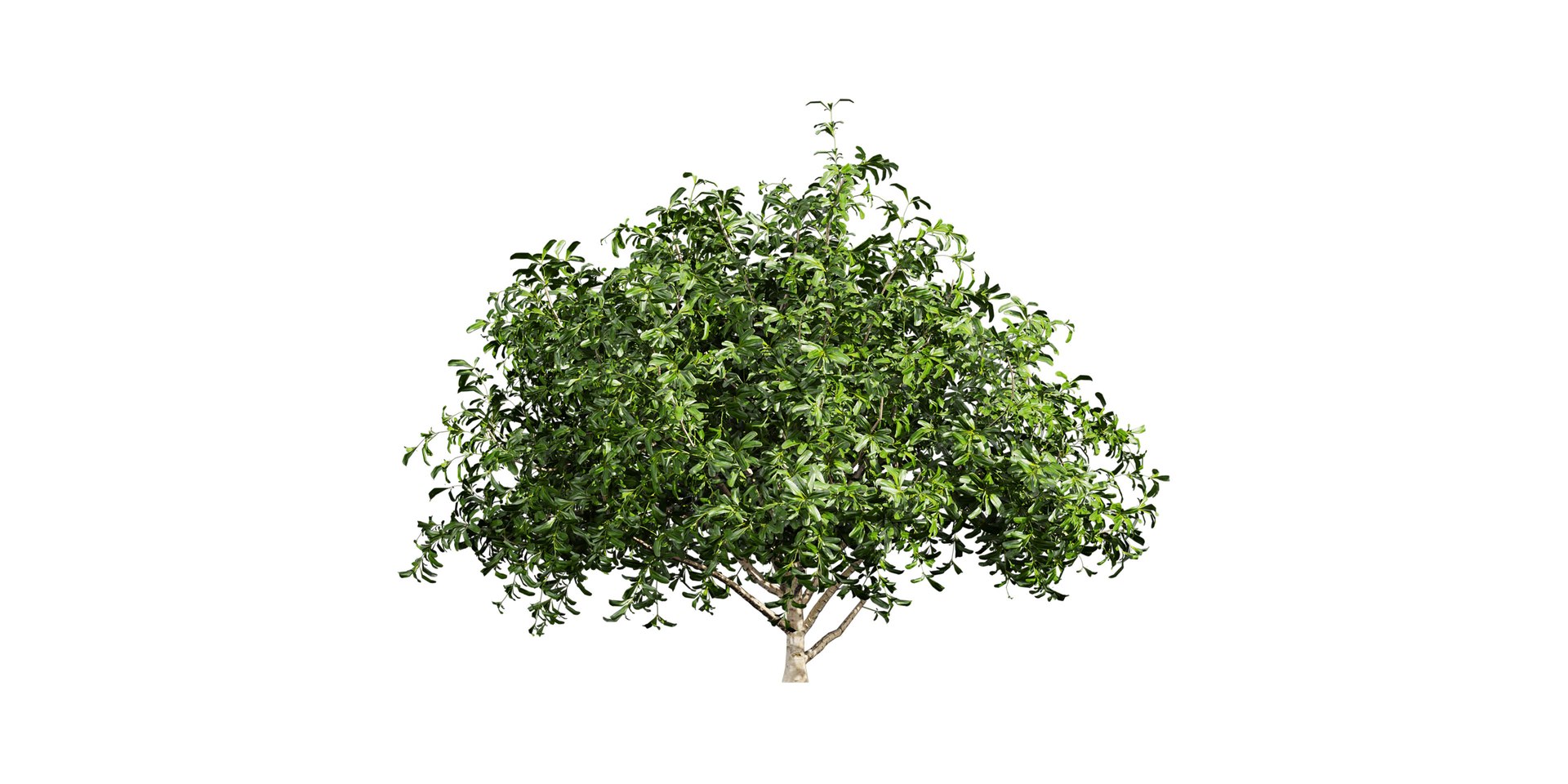 Collection plant vol 560 - blender -  Pittosporum - Hosmerit - shurb- outdoor 3D https://p.turbosquid.com/ts-thumb/dt/B0NW1K/bz/untitled1_0005_6.jpg/jpg/1718436706/1920x1080/fit_q87/86eb38cc03686697d11fa2c15440e59e4eecafff/untitled1_0005_6.jpg.jpg