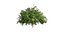Collection plant vol 560 - blender -  Pittosporum - Hosmerit - shurb- outdoor