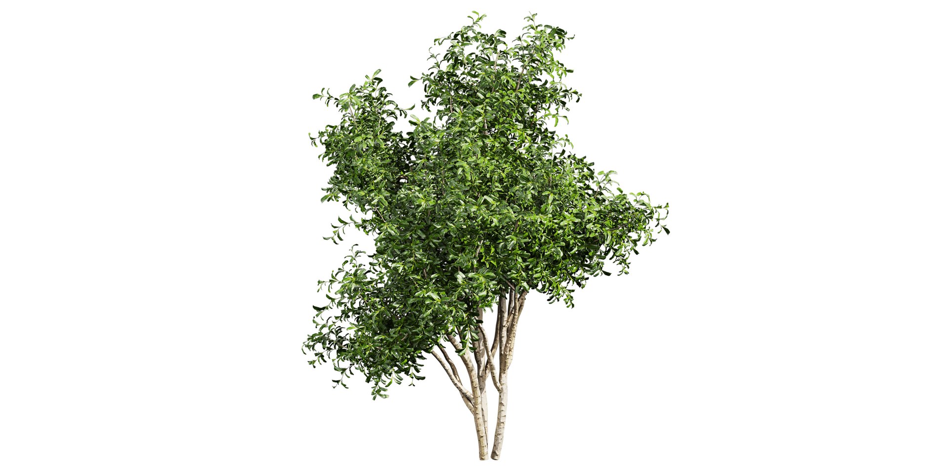 Collection plant vol 560 - blender -  Pittosporum - Hosmerit - shurb- outdoor 3D https://p.turbosquid.com/ts-thumb/dt/B0NW1K/uy/untitled1_0003_4.jpg/jpg/1718436704/1920x1080/fit_q87/f294ba2e42cf298ee7a902202c3cab9eda58bba7/untitled1_0003_4.jpg.jpg