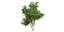 Collection plant vol 560 - blender -  Pittosporum - Hosmerit - shurb- outdoor