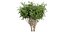 Collection plant vol 560 - blender -  Pittosporum - Hosmerit - shurb- outdoor