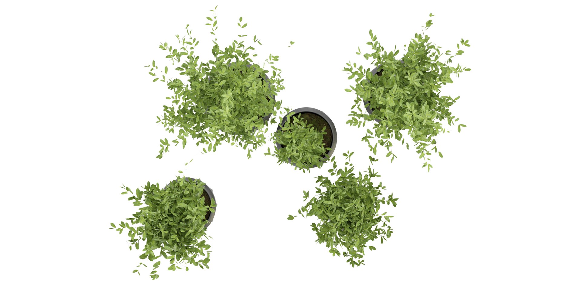 3D Collection plant vol 299 - blender model https://p.turbosquid.com/ts-thumb/dt/C7YplV/BL/6/jpg/1688483558/1920x1080/fit_q87/fb24d4a4dc9c4621f1cd57e0493377681b3e180d/6.jpg