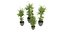 Collection plant vol 299 - blender model