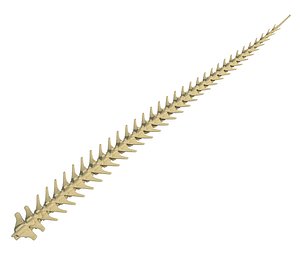 3D animal tail skeleton model