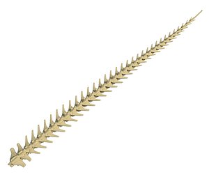 Animal Tail Skeleton