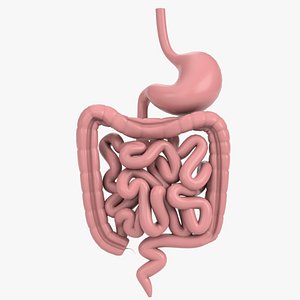 3D digestive gastrointestinal tract 2 model