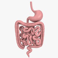 Anatomy - Digestive gastrointestinal tract 2