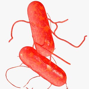 max salmonella bacteria