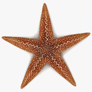 Starfish Marine Creature Rigged for Cinema 4D 3D