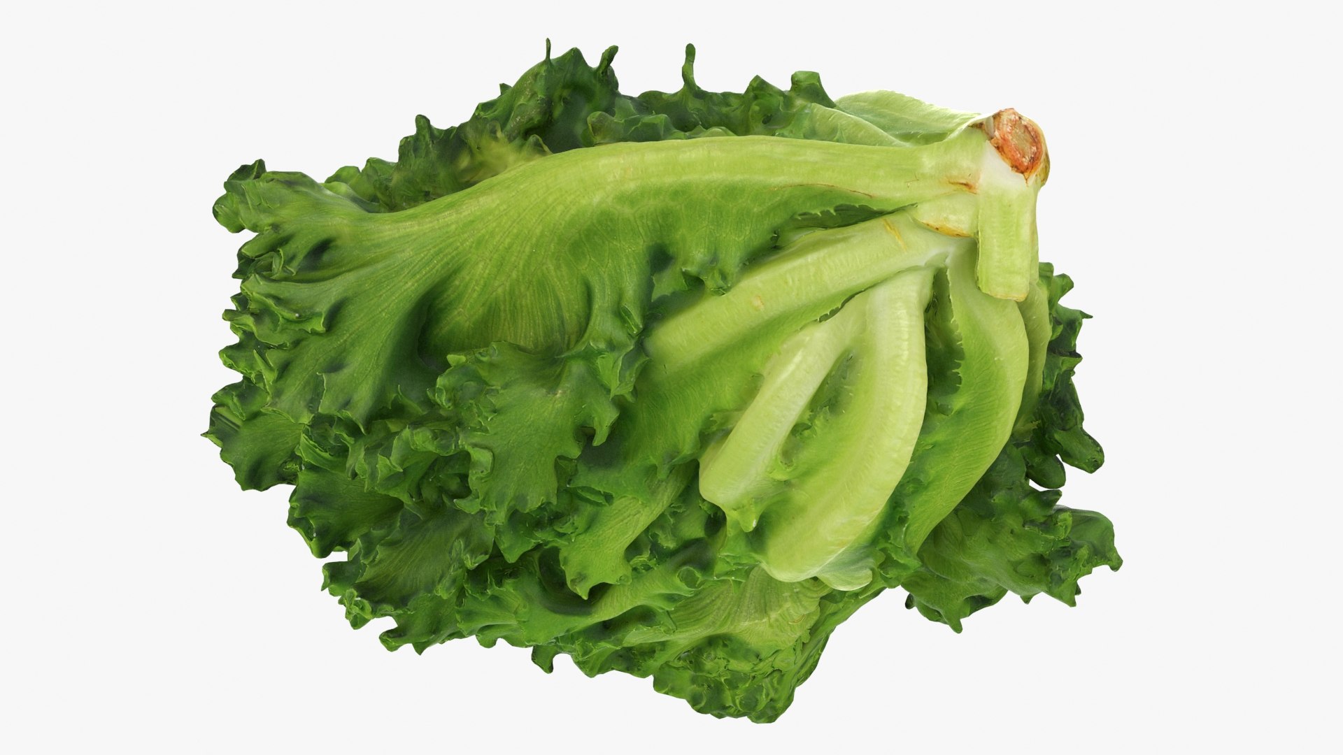 Frillice Iceberg Lettuce 3D https://p.turbosquid.com/ts-thumb/dt/QPweOB/Kp/frilliceiceberg_b0022/jpg/1715763761/1920x1080/fit_q87/db13b04ddd7440816724503d08befab9193e0914/frilliceiceberg_b0022.jpg