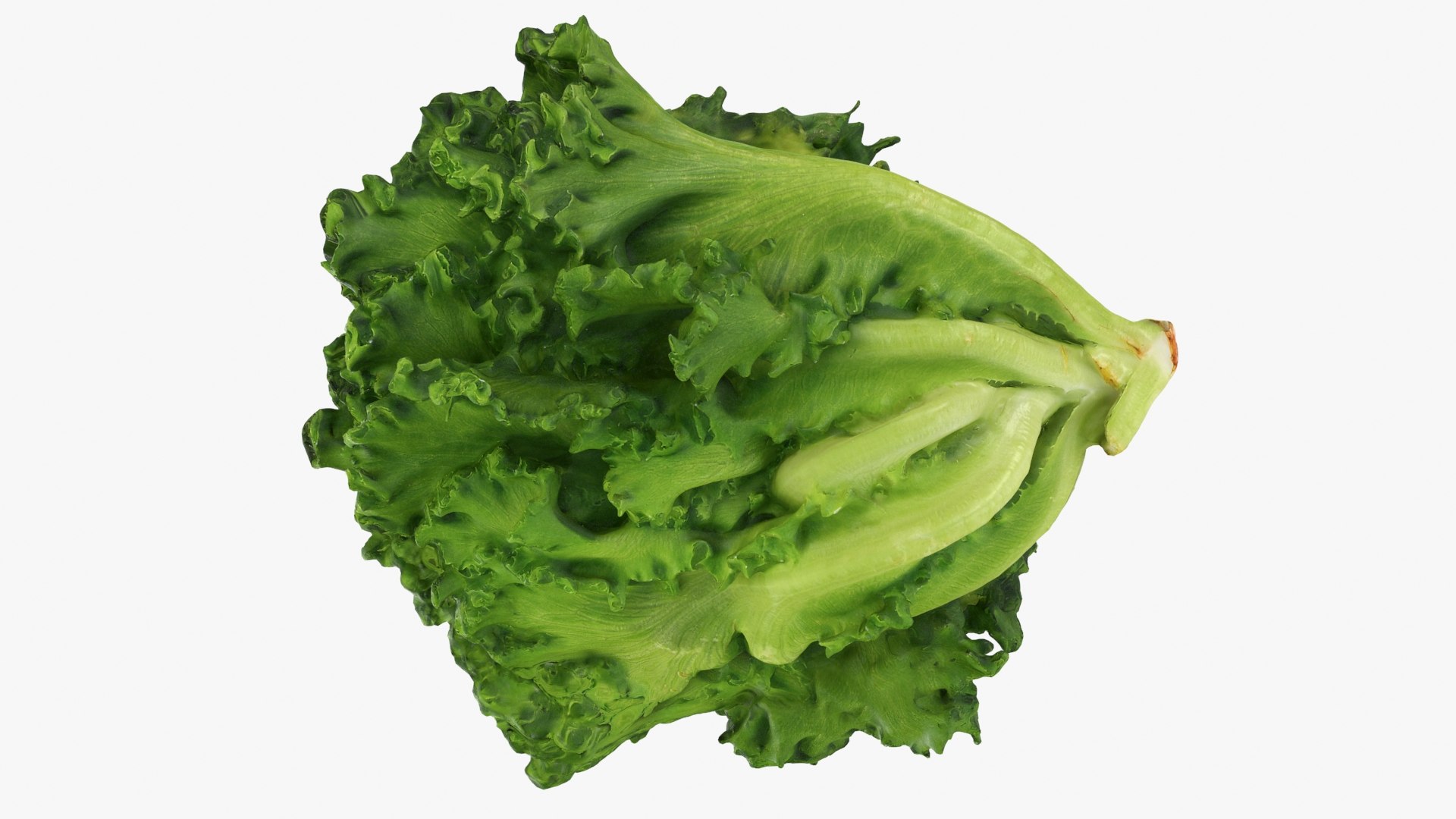 Frillice Iceberg Lettuce 3D https://p.turbosquid.com/ts-thumb/dt/QPweOB/MA/frilliceiceberg_b0018/jpg/1715763758/1920x1080/fit_q87/5fd870394f3358896eeecb812a3460648f2b883f/frilliceiceberg_b0018.jpg