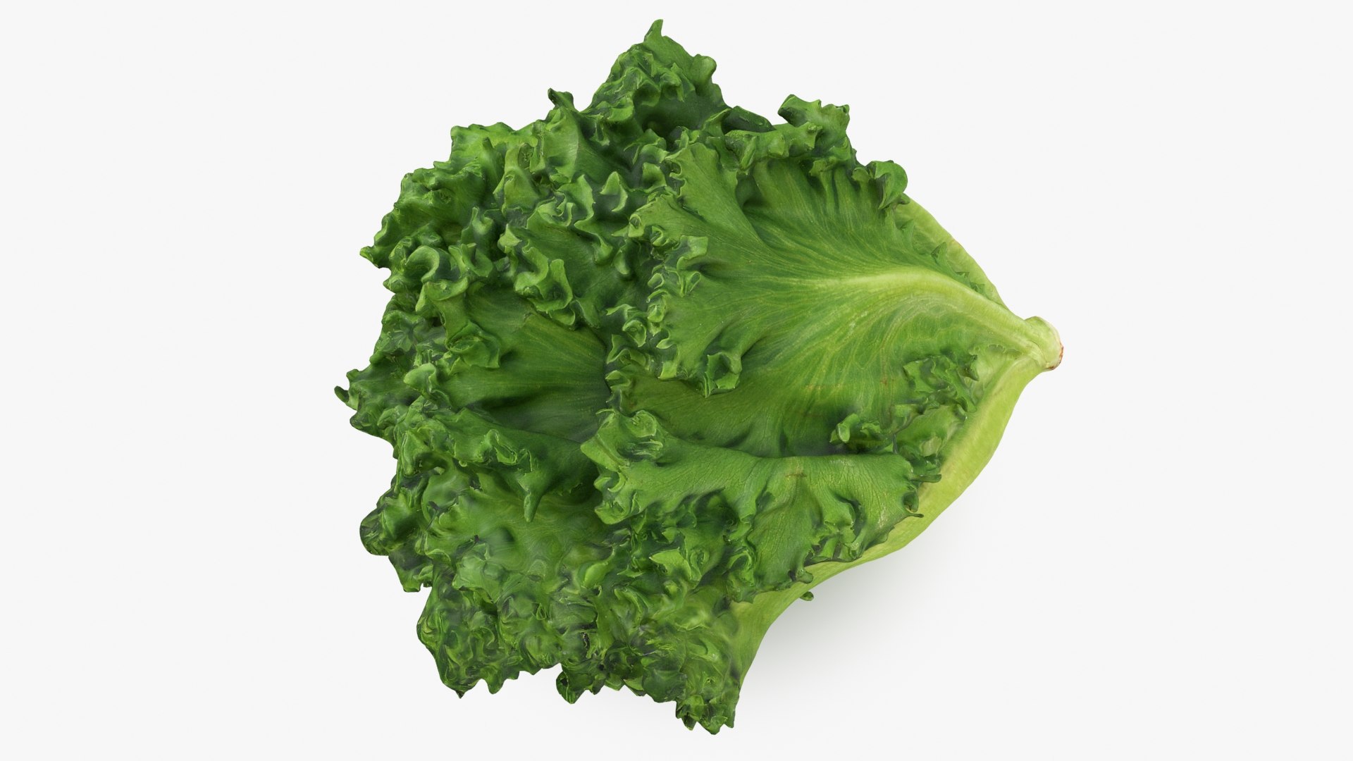 Frillice Iceberg Lettuce 3D https://p.turbosquid.com/ts-thumb/dt/QPweOB/MO/frilliceiceberg_b0004/jpg/1715763754/1920x1080/fit_q87/556168b521394676b11f3f4f679ffdf0ee0c8df6/frilliceiceberg_b0004.jpg