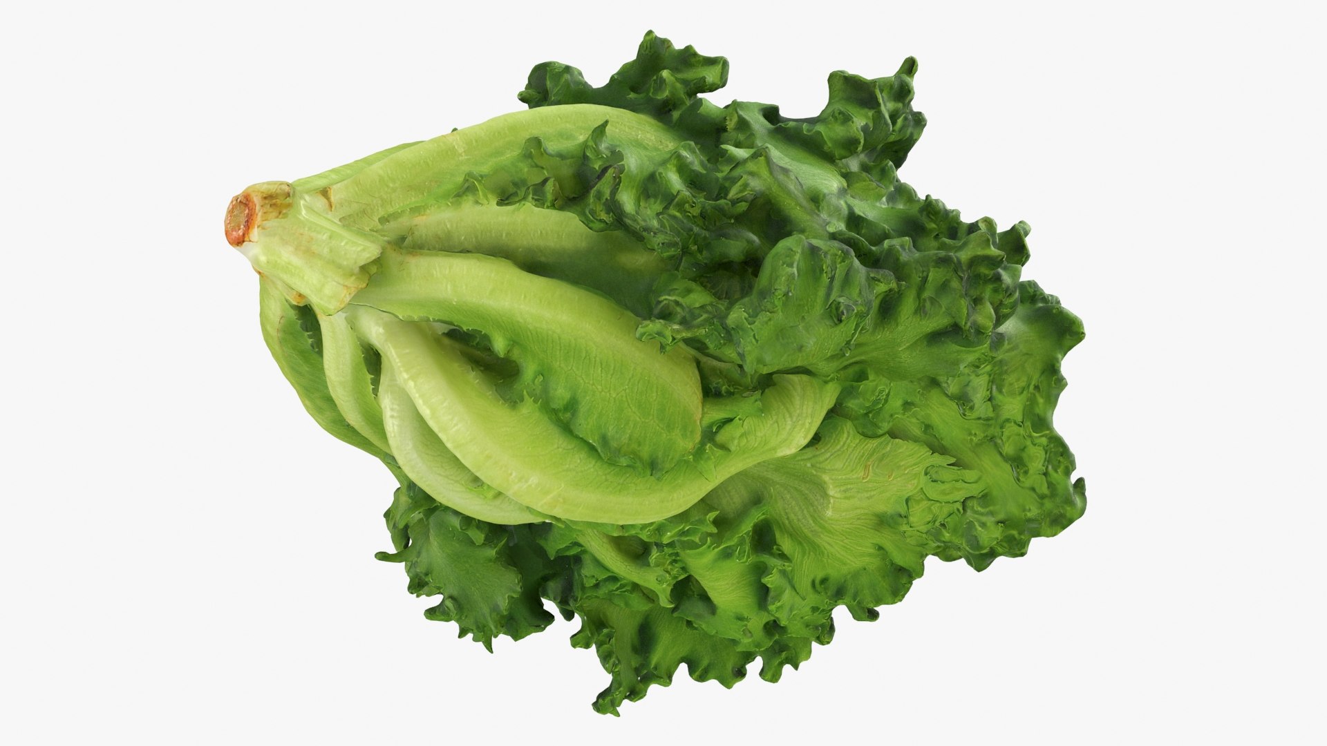 Frillice Iceberg Lettuce 3D https://p.turbosquid.com/ts-thumb/dt/QPweOB/XN/frilliceiceberg_b0016/jpg/1715763758/1920x1080/fit_q87/718a565a8ef1f6bdd5ea637db0889921f0a297df/frilliceiceberg_b0016.jpg