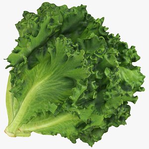 Frillice Iceberg Lettuce 3D