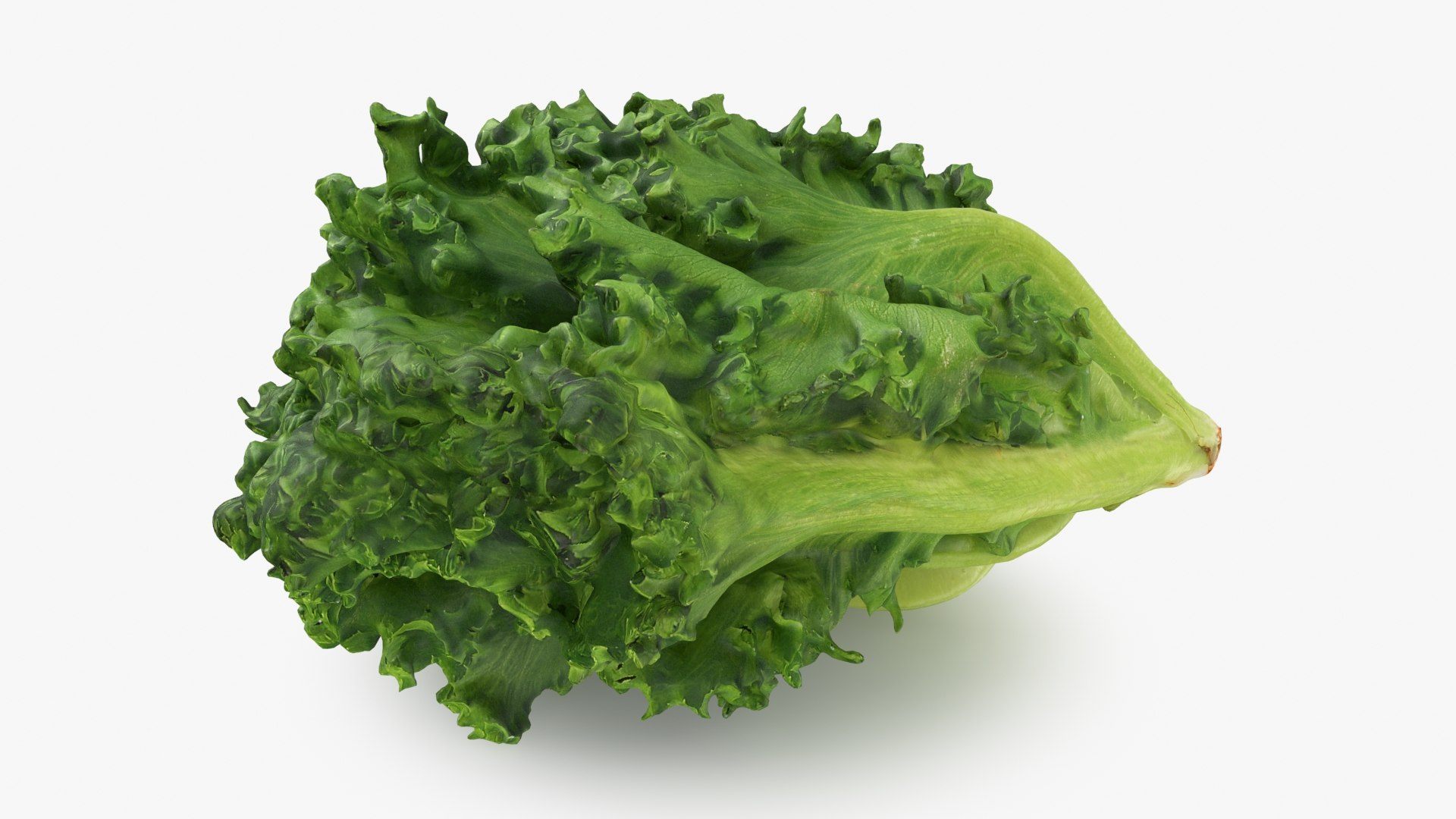 Frillice Iceberg Lettuce 3D https://p.turbosquid.com/ts-thumb/dt/QPweOB/xm/frilliceiceberg_b0010/jpg/1715763756/1920x1080/fit_q87/b187974b8eafe0f6063ad8cc14cc80bdc7cbbade/frilliceiceberg_b0010.jpg