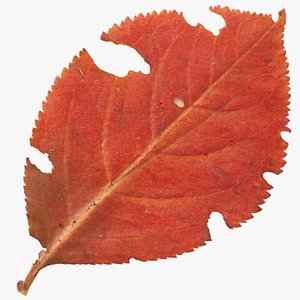 autumn leaf 3D